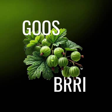 Must H 125g - Goos Brri